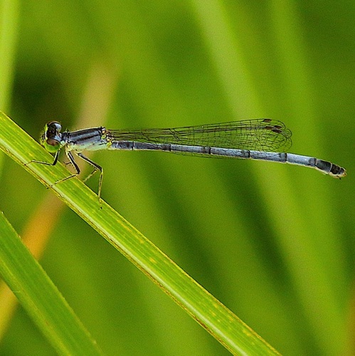 Eastern Forktail (female)
Ischnura verticals